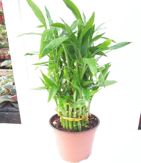 JM BAMBOO 3 4" 6" 8" 6'' Tier Lucky Bamboo Pot for Feng Shui/Unique Design