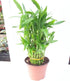JM BAMBOO 3 4" 6" 8" 6'' Tier Lucky Bamboo Pot for Feng Shui/Unique Design