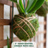 19 Better-GRO Hanging Kokedama with Phalaenopsis Orchid Indoor/Outdoor Planter- Pink