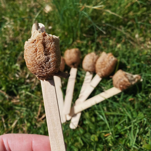 InsectSales 6 Chinese Praying Mantis Eggs - Fresh for this Season