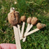 InsectSales 6 Chinese Praying Mantis Eggs - Fresh for this Season