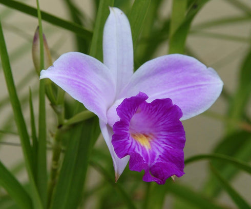 Discount Hawaiian Gifts Hawaiian Bamboo Orchid Plant Root - Live Tropical Orchid, Easy Care Indoor Outdoor Flowering