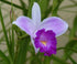 Discount Hawaiian Gifts Hawaiian Bamboo Orchid Plant Root - Live Tropical Orchid, Easy Care Indoor Outdoor Flowering