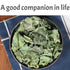 GXXDMZAQ 2.12oz (60g) Premium Dried Whole Fig Leaves - Bulk Loose Leaf Tea | Sun-Dried, Non-GMO, Caffeine-Free, Natural
