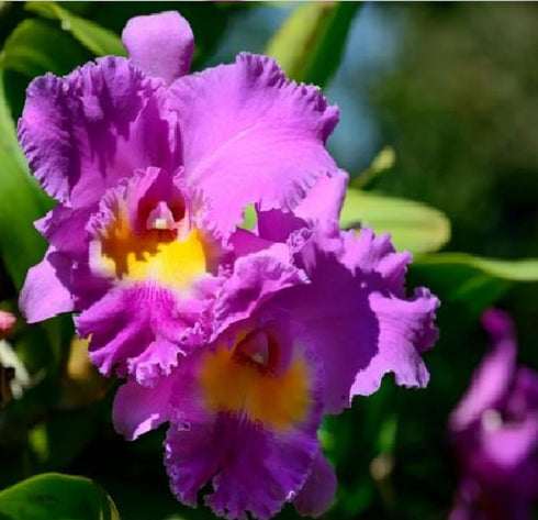 Discount Hawaiian Gifts 2" HAWAIIAN CATTLEYA ORCHID PLANT POT ~ GROW HAWAII