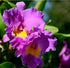 Discount Hawaiian Gifts 2" HAWAIIAN CATTLEYA ORCHID PLANT POT ~ GROW HAWAII