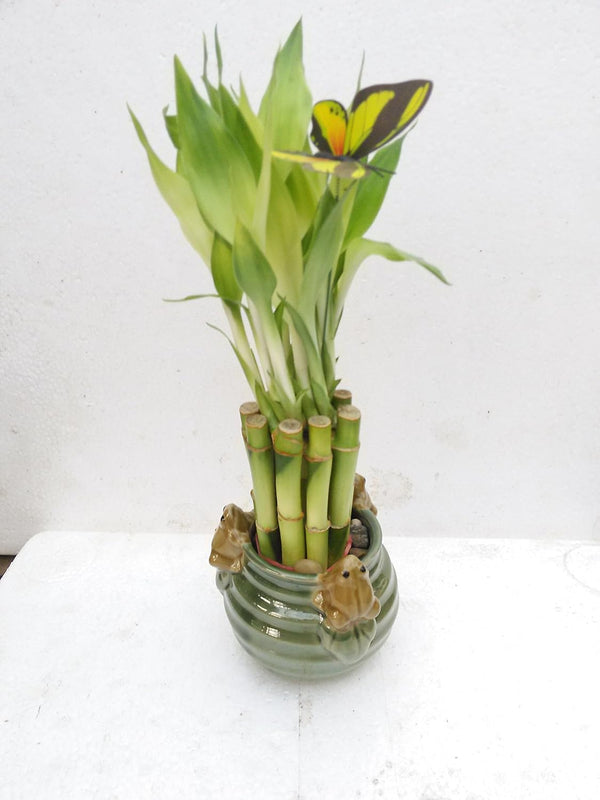 JM BAMBOO Creative Frogs with 6'' Lucky Bamboo/butterfly Unique Design From