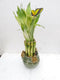JM BAMBOO Creative Frogs with 6'' Lucky Bamboo/butterfly Unique Design From
