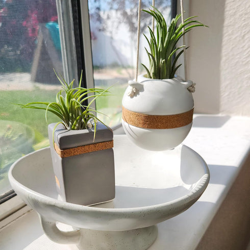 (2-pack), Live Air Plants with Decorative White & Taupe Air Plant Holder Duo Easy Plant Gift, Non-Toxic & Pet Friendly