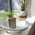 (2-pack), Live Air Plants with Decorative White & Taupe Air Plant Holder Duo Easy Plant Gift, Non-Toxic & Pet Friendly