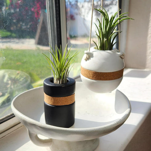 (2-pack), Live Air Plants with Decorative Black & White Air Plant Holder Duo Easy Plant Gift, Non-Toxic & Pet Friendly