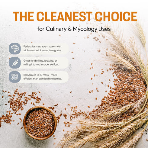 Mycology Basics 100% (2.0 lbs) Bulk Rye Berries - Certified Organic - Extra Clean - Great for Mushroom Spawn, Cooking