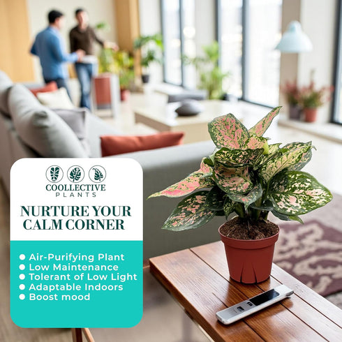 4" CoollectivePlants Aglaonema Katrina | Live Indoor Chinese Evergreen Plant in Pot, Easy Care, Low Maintenance, Green