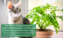 1 Count Golden Pothos Plant Live in Hanging Planter Pot Live by Plants for Pets