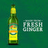 (12OZ Reed's, Original Ginger Beer, Great Tasting All Natural Craft Ginger Beer with Fresh Ginger Root Bottle)
