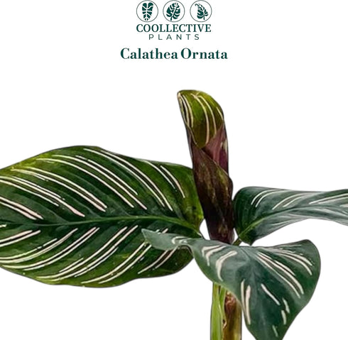 4" Calathea Ornata Live Plant in Growers Pot Easy Care Indoor Houseplant, Low Maintenance Tropical Prayer Plant, Pet