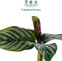 4" Calathea Ornata Live Plant in Growers Pot Easy Care Indoor Houseplant, Low Maintenance Tropical Prayer Plant, Pet