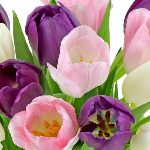 (20 Benchmark Bouquets Seasonal Tulip Mix Mothers Day Flowers for Delivery Fresh Cut Tulips for Mom Pink White Purple