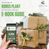 LEAL PLANTS ECUADOR Alocasia Longiloba Silver|Stunning Amazonian Elephant Ear Plant | African Mask Plant | Exotic