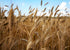 4 Food to Live Organic Whole Wheat Bread Flour, Pounds Whole Grain, Stone Ground, Unbleached, Non-GMO, Kosher