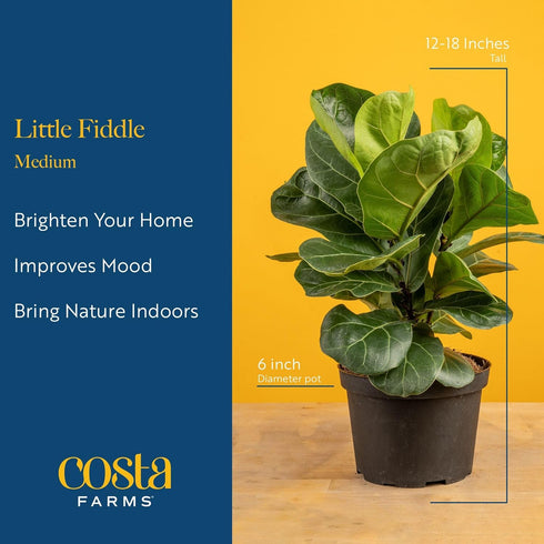 12-18 Inches Costa Farms Baby Fiddle Leaf Fig Live Plant in Decorative Pot, Indoor Houseplant, Perfect for Home, Room