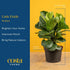 12-18 Inches Costa Farms Baby Fiddle Leaf Fig Live Plant in Decorative Pot, Indoor Houseplant, Perfect for Home, Room