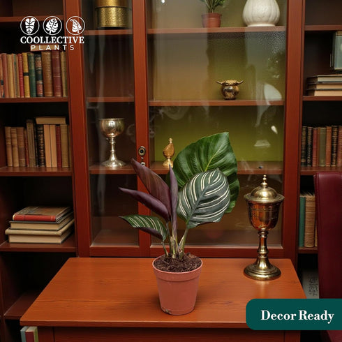 4" Calathea Ornata Live Plant in Growers Pot Easy Care Indoor Houseplant, Low Maintenance Tropical Prayer Plant, Pet