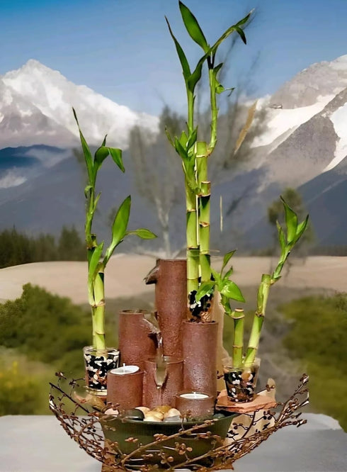 Generic 20 Lucky Bamboo Stalks of Pure Luck, Free Butterfly Stake, No Green Thumb Required! Just add Water, Indoor