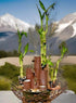 Generic 20 Lucky Bamboo Stalks of Pure Luck, Free Butterfly Stake, No Green Thumb Required! Just add Water, Indoor