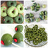 100ml Olive Oil Based Food Coloring for Chocolate Herbeklab Professional Concentrated Oil Food Dye for Candy Melts