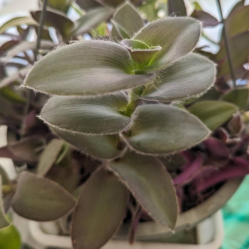 5 Inchplant Blissful Purple Furry Cuttings Wandering Jews Tradescantia Spiderwort Colorful Air Purifier Houseplant/Home