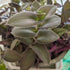 5 Inchplant Blissful Purple Furry Cuttings Wandering Jews Tradescantia Spiderwort Colorful Air Purifier Houseplant/Home