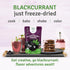 SEL BERRY 3oz Organic Black Currant Powder USDA Certified - No Sugar Added, Freeze Dried, Black Current Powder Organic