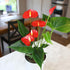 4 Inch Altman Plants Red Anthurium Live Plant Decor in White Plastic Plant Pot, Easy to Grow Desk Plant, Easy Plant
