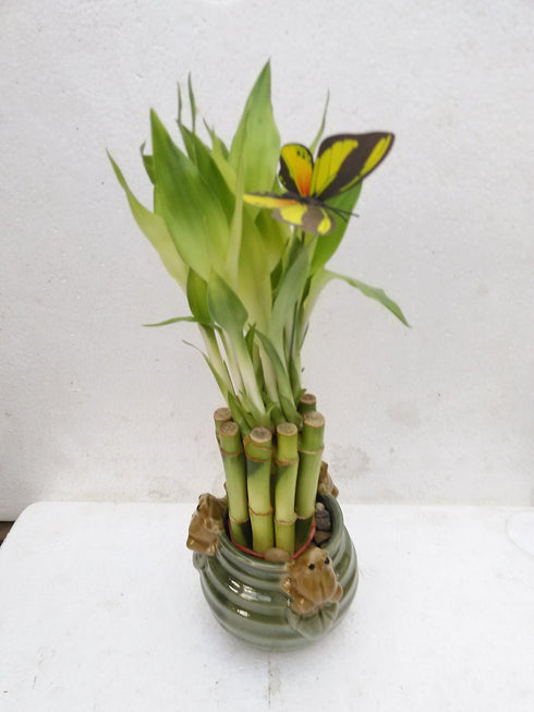 JM BAMBOO 6'' Creative Frogs with Lucky Bamboo/butterfly Unique Design From