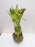 JM BAMBOO 6'' Creative Frogs with Lucky Bamboo/butterfly Unique Design From