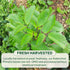50 BOTAMONY Tea Bags Kalanchoe Pinnata Tea, Leaf of Life Plant Leaves in Filter Bags, Single-Ingredient Dried Plant