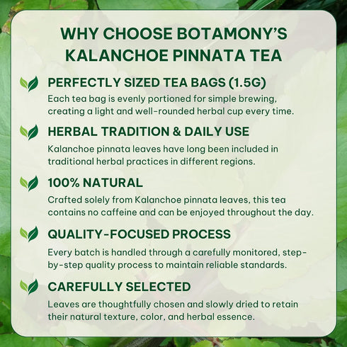 50 BOTAMONY Tea Bags Kalanchoe Pinnata Tea, Leaf of Life Plant Leaves in Filter Bags, Single-Ingredient Dried Plant