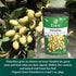 4 oz Eden Organic Pistachios, Shelled, Roasted, and Misted with Sea Salt, California Grown