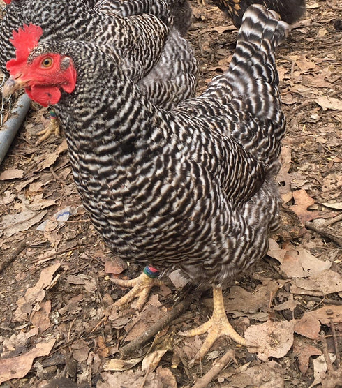Barnyard Mix Fertile (12 Chicken Hatching Eggs Raised on Organic Eggs)
