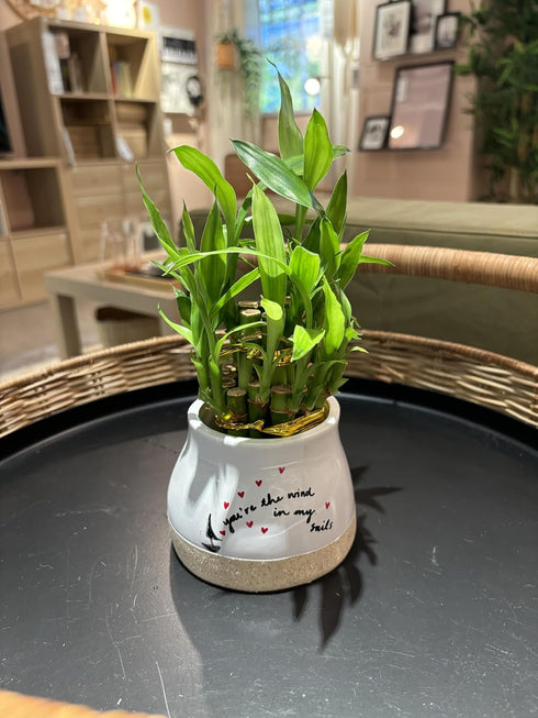 Generic Live Two Tier Lucky Bamboo Plant in Your The Wind in My Sails Pot Indoor Arrangement
