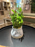 Generic Live Two Tier Lucky Bamboo Plant in Your The Wind in My Sails Pot Indoor Arrangement
