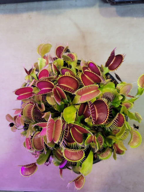 Generic 3 3 inch Small Giant Venus Flytraps (Fly Trap Carnivorous Plants) Pot