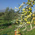(16.9 oz, Village Batch Raw Organic Extra Virgin Olive Oil, Cold Pressed and Unfiltered EVOO, Authentic Greek Olive