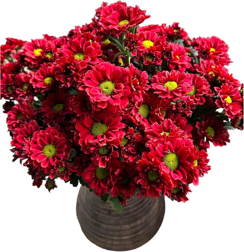20 Fresh Red Daisy Cut Flowers | Florist-Selected Stems | Ideal for Bouquets, Birthdays Home Dcor | Bright Vibrant