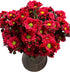 20 Fresh Red Daisy Cut Flowers | Florist-Selected Stems | Ideal for Bouquets, Birthdays Home Dcor | Bright Vibrant