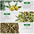 Olive Leaf Tea Loose Leaf – 8 oz Caffeine Free Herbal Tea for High Blood Pressure - Olive Leaf Whole