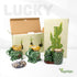 3-Stalk Set 6'' 6'' 8'' Lucky Bamboo with Pebbles in Elephant Pineapple Pot Live Houseplant for Good Fortune
