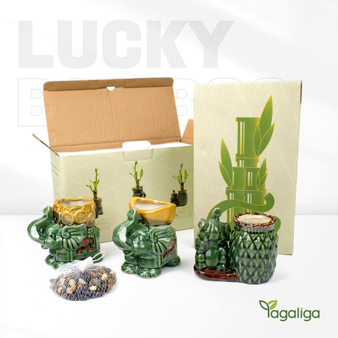 3-Stalk Set 6'' 6'' 8'' Lucky Bamboo with Pebbles in Elephant Coin Plate Pot Live Plant for Positive Energy