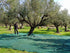Makaria Terra 2025 2024/25 (500ml) , Greek Extra Virgin Olive Oil, NY International Olive Oil competition Gold Award!